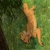 Nala999