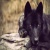 sparrows dark wolf