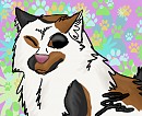 It's A CalicoXSiberian