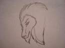 	wierd lion
