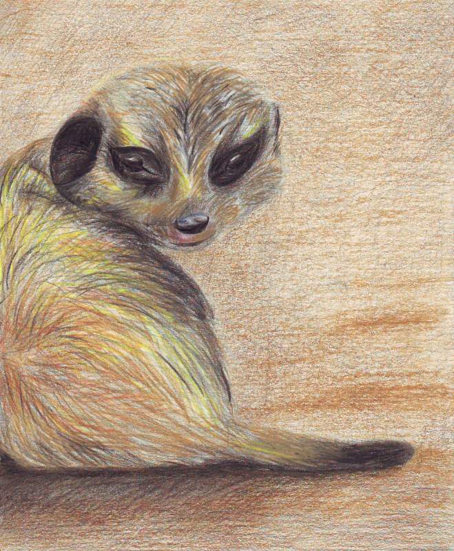 Meerkat pup