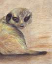 Meerkat pup