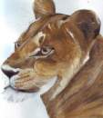 Lioness