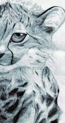 Cheetah