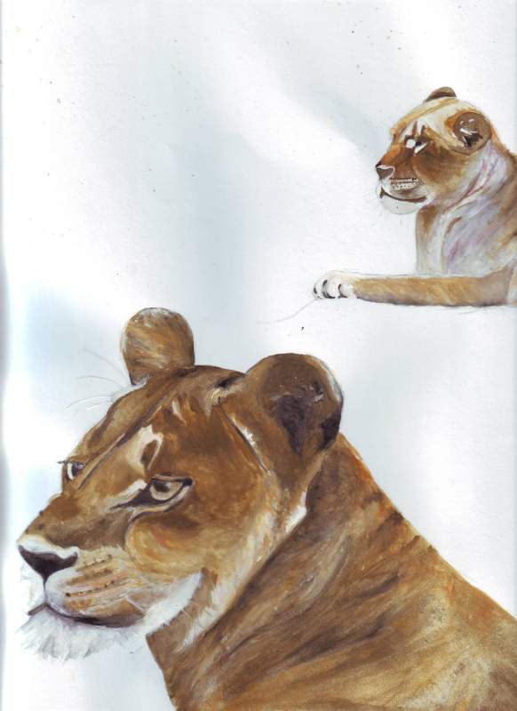 lionesses