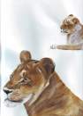 lionesses