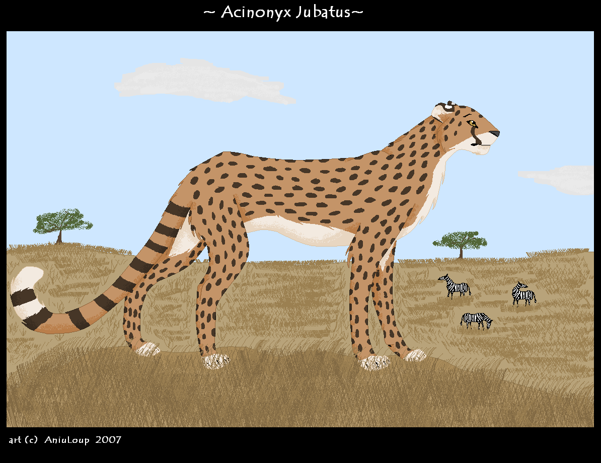 Acinonyx Jobatus