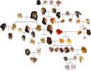 TLK family Tree