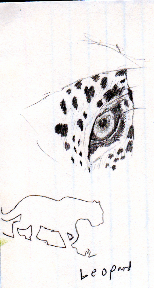 Old Leopard Sketches