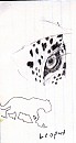 Old Leopard Sketches