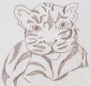 white tiger