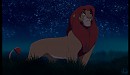 Simba at Night
