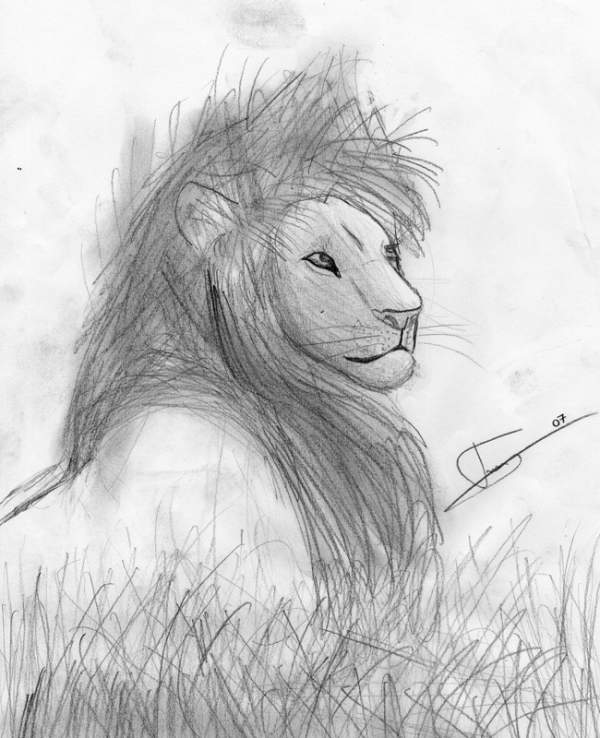 Lion