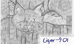 Liger_901