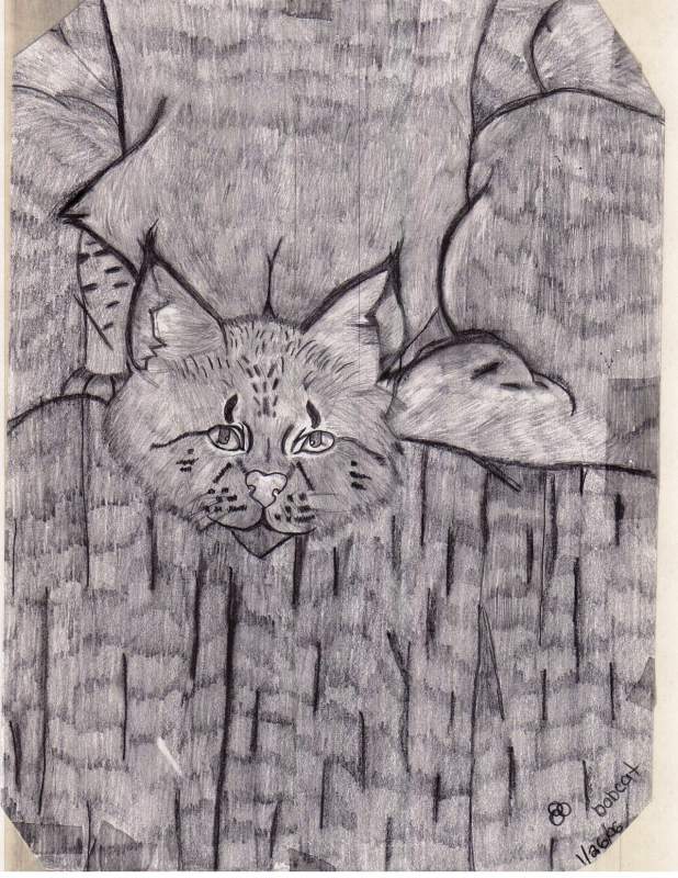 Bob cat
