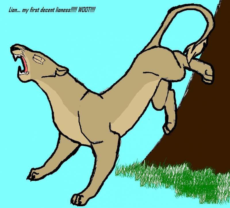 my first lioness!!!!