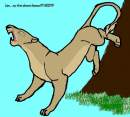 my first lioness!!!!