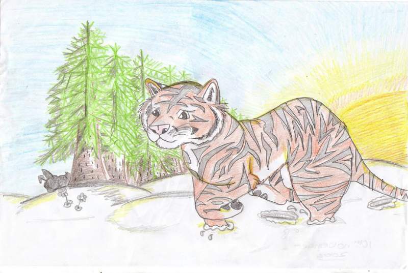 wild tiger