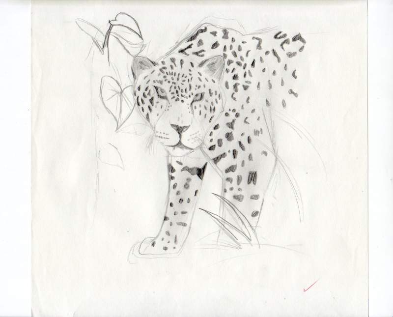 Ancient Leopard sketch