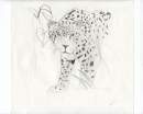 Ancient Leopard sketch