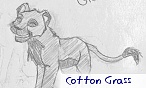 Cotton Grass