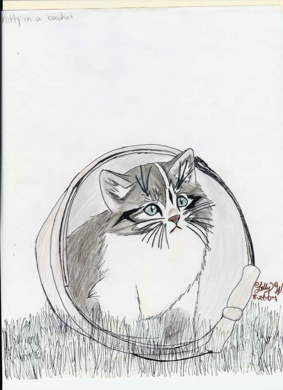 kitten