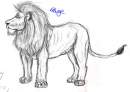 Realistic Lion