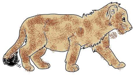 Tish as a Cub