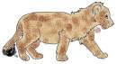 Tish as a Cub