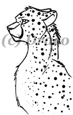 Cheetah