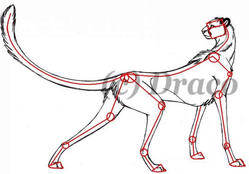 Cheetah Tutorial #2