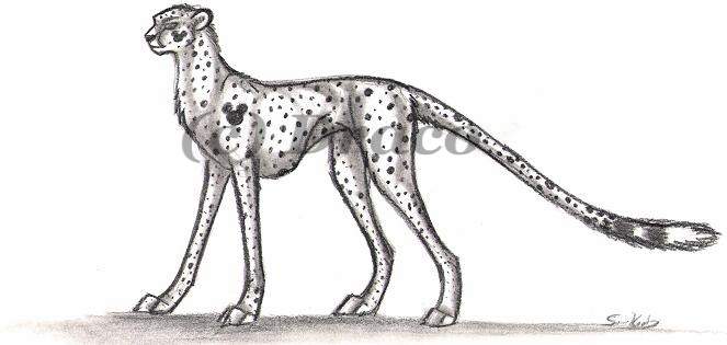 Namless Cheetah