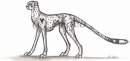 Namless Cheetah