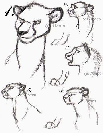 Cheetah practice