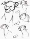 Cheetah practice