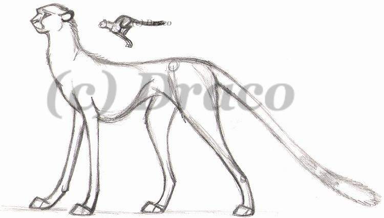 More Cheetah Practice