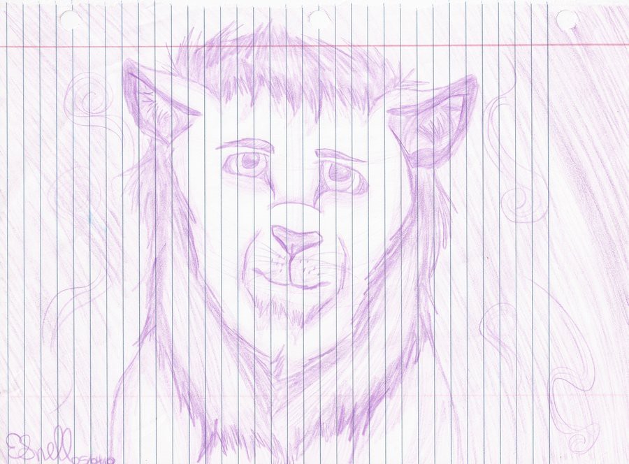 Lion Sketch - Colored Pencil