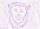 Lion Sketch - Colored Pencil
