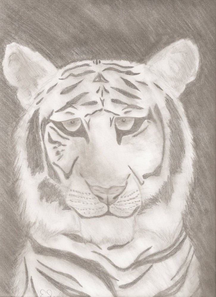 White Tiger Gift