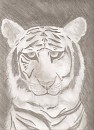White Tiger Gift