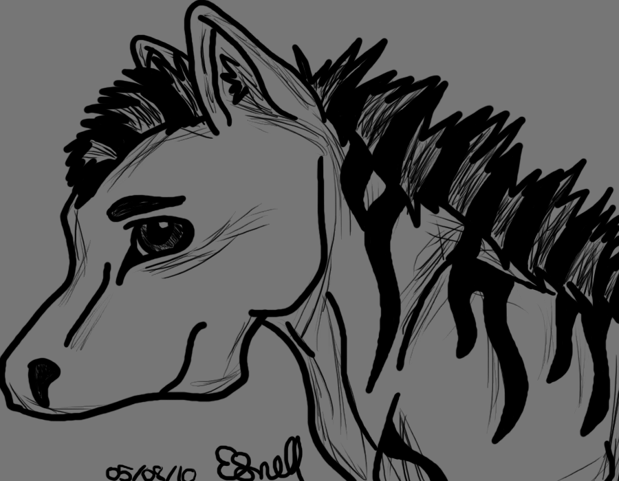 Zebra Outline