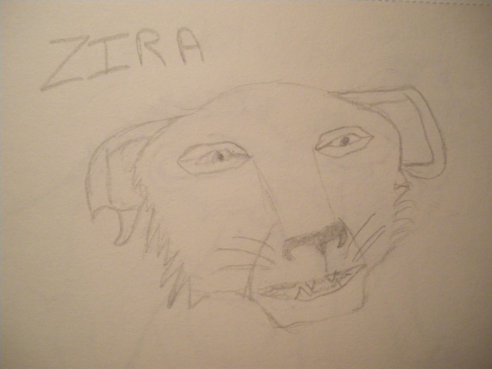 Zira, jeune lionceau