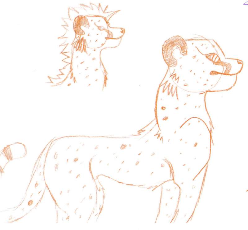 orange cheeth scetch