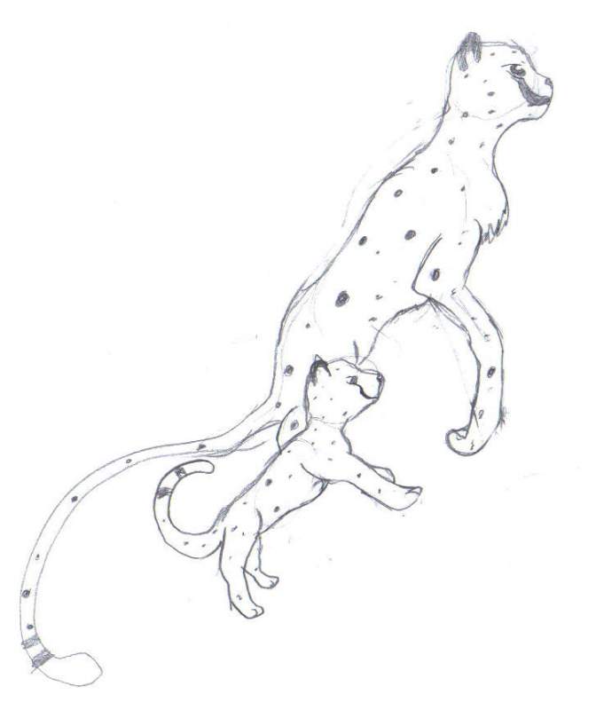 old cheetah scetch