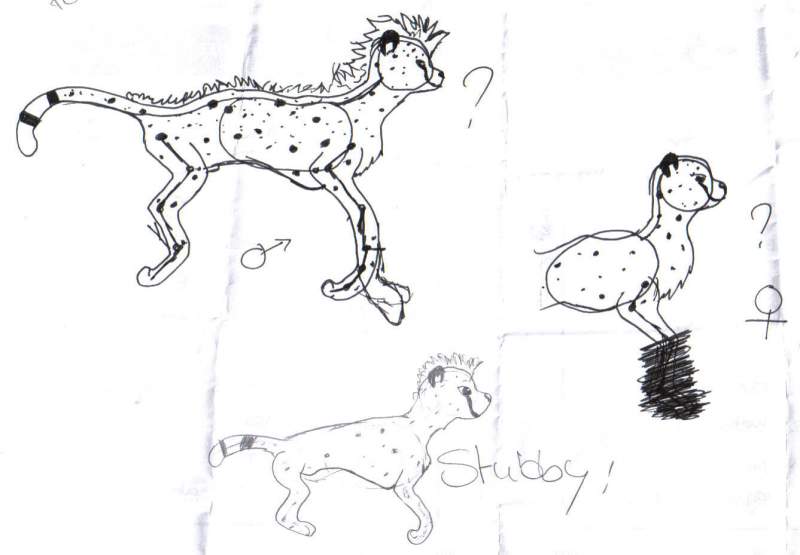 old cheetah scetch