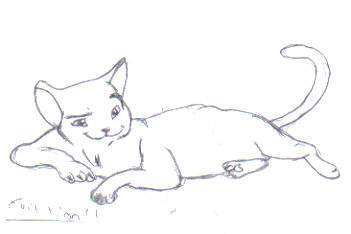 a smug looking house cat