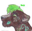 Ivy