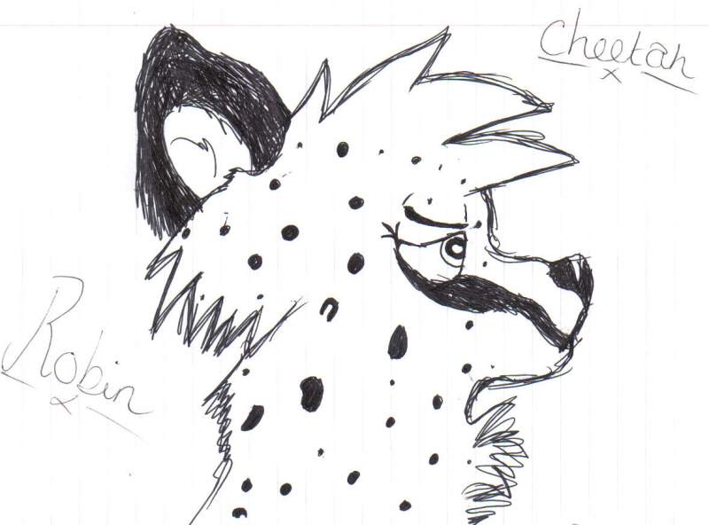 Cheetah doodle 1