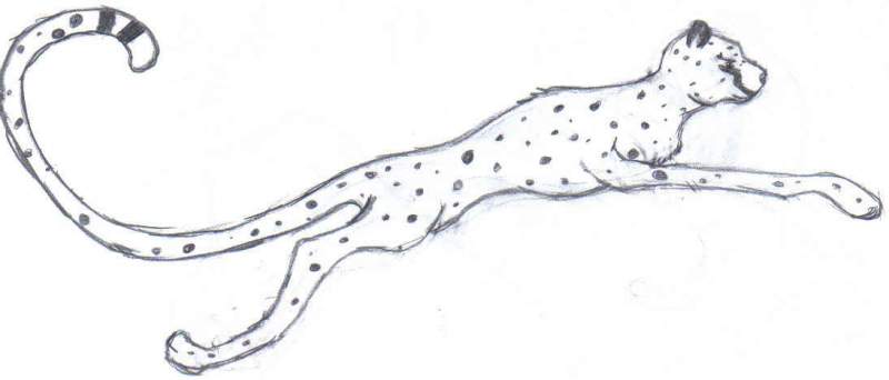 cheetah doodle 3