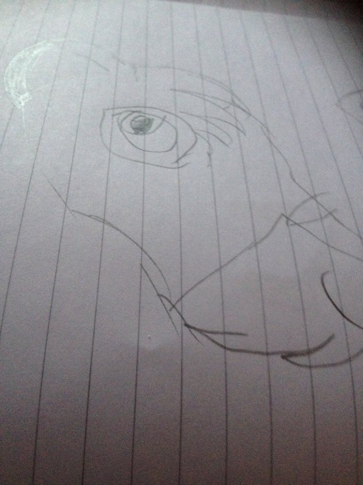 Simba drawing 